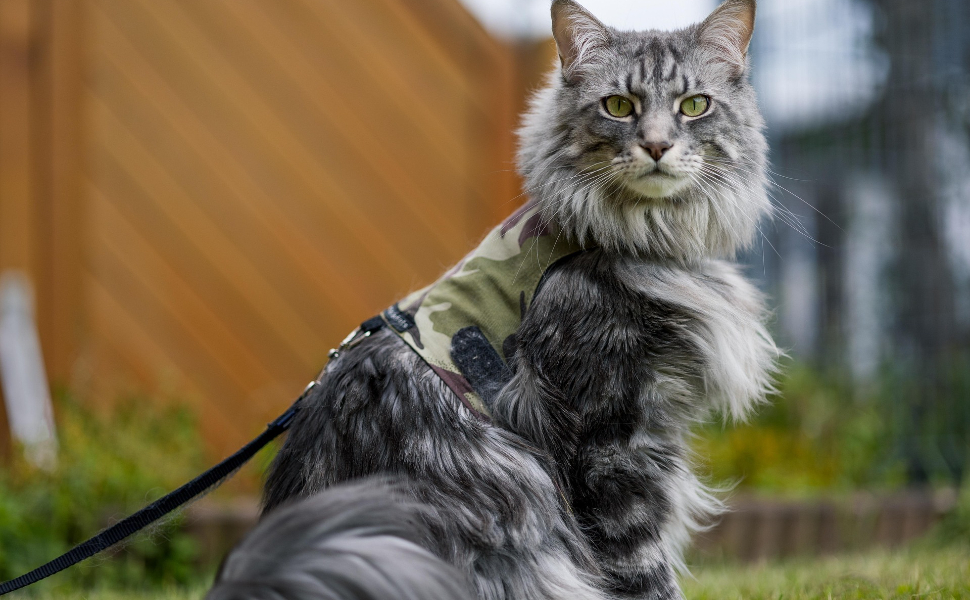 Katzen - Pawsometime