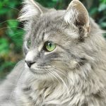 Welche Gerüche mögen Katzen nicht?