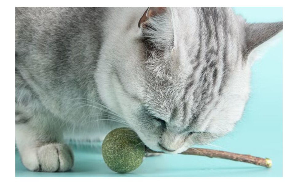 Welche Gerüche mögen Katzen nicht - Pawsometime