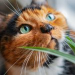Warum lieben Katzen Gras? Das Geheimnis hinter ihrer Vorliebe