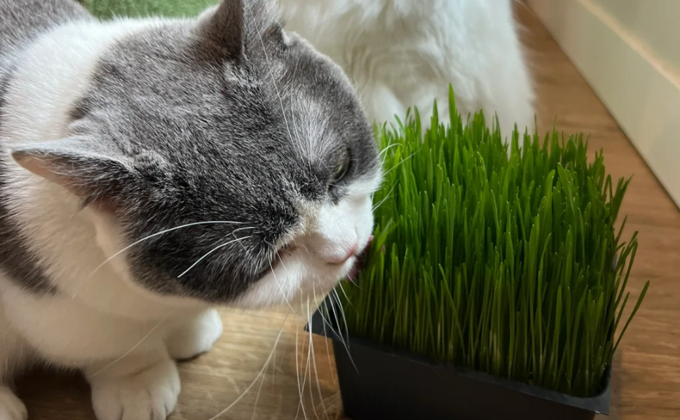 Warum lieben Katzen Gras - Das Geheimnis hinter ihrer Vorliebe - Pawsometime