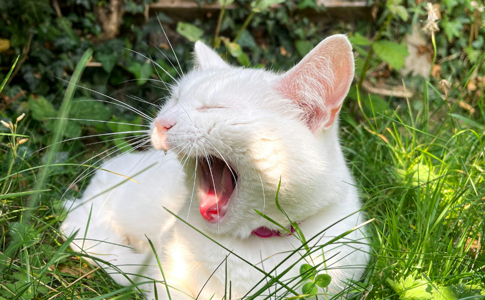 katzen - Pawsometime