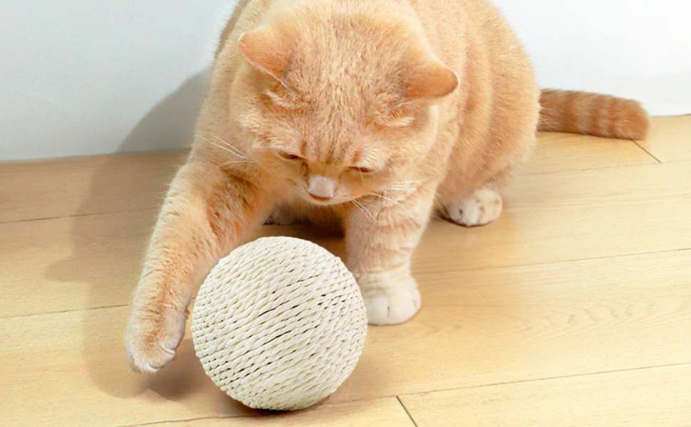 Was können Katzen essen - Tipps für eine gesunde Ernährung - Pawsometime