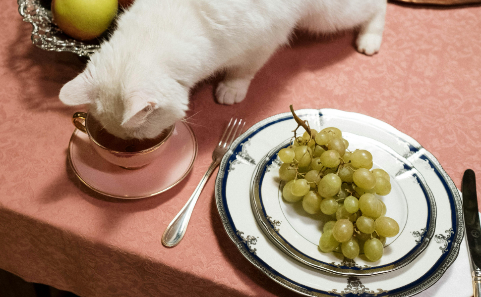 katzen - Pawsometime