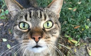 Katzenball - Pawsometime