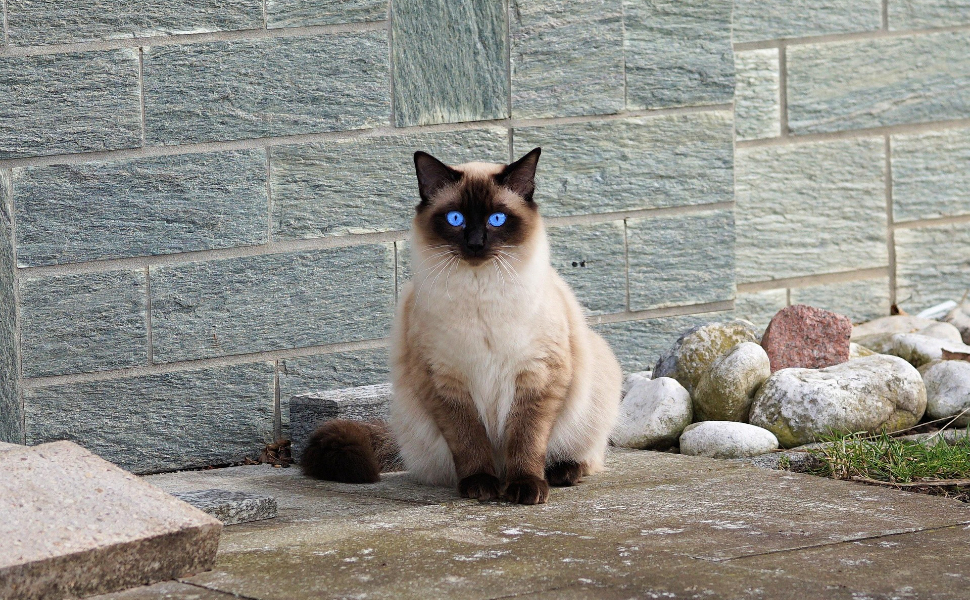 Katze - Pawsometime