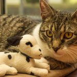 Wie viel kostet eine Katze im Monat? Spartipps für Katzenhalter