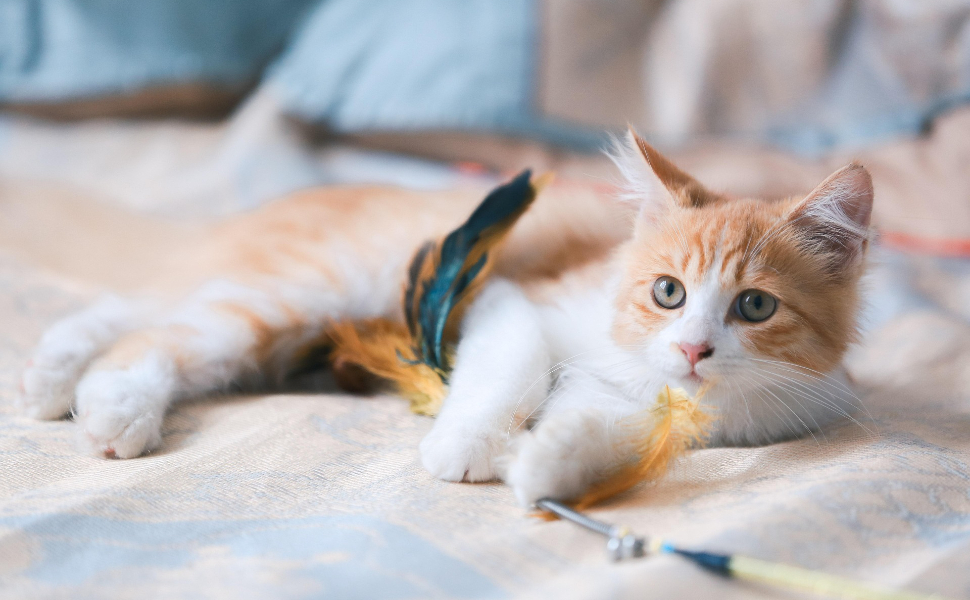 Wie viele Leben hat eine Katze - Den Überlebensinstinkt von Katzen verstehen - Pawsometime