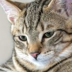 Wie viele Leben hat eine Katze? Den Überlebensinstinkt von Katzen verstehen