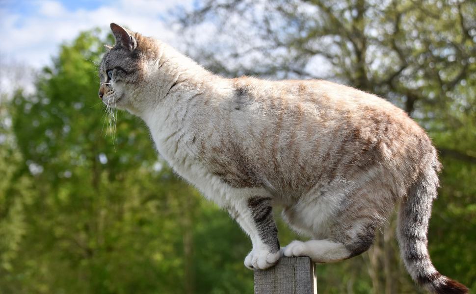 katze - Pawsometime