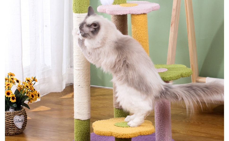 Wie sehen Katzen - Das Geheimnis ihres Nachtsehens erklärt - Pawsometime