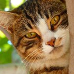 Wie sehen Katzen? Das Geheimnis ihres Nachtsehens erklärt