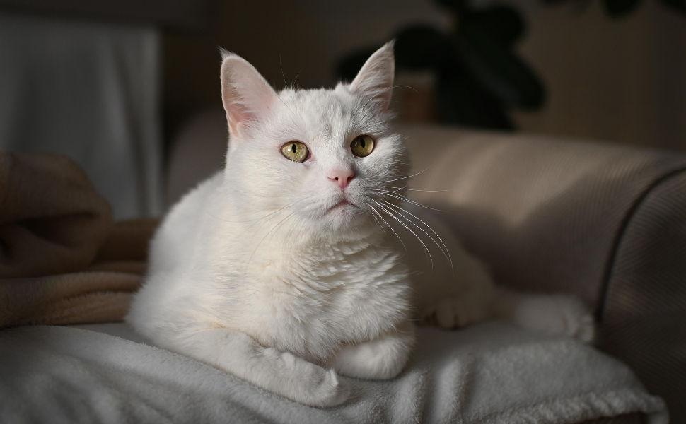 Katzen - Pawsometime