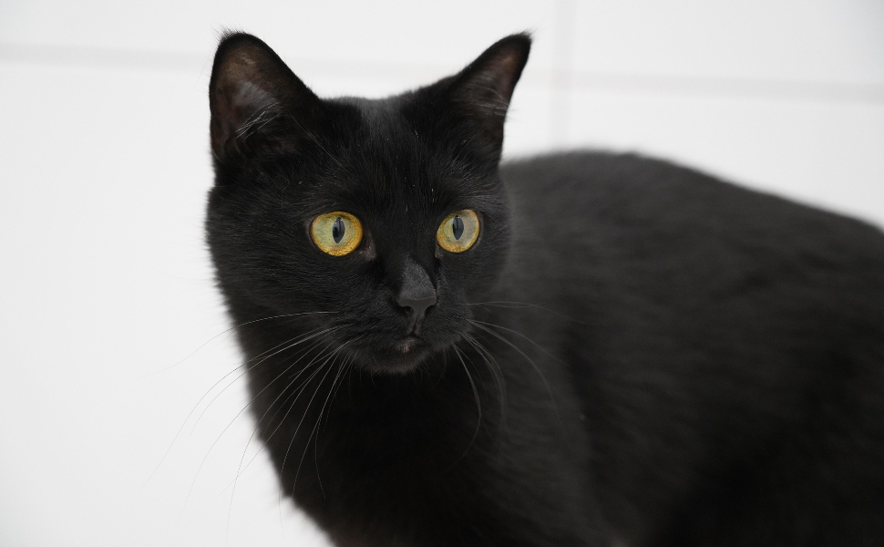 Wie sehen Katzen - Pawsometime