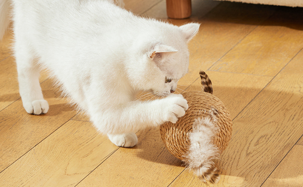 Wie viele Zähne haben Katzen - Pawsometime