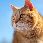 Wie viele Zähne haben Katzen? Die verborgenen Absichten in ihren Zähnen beim „Miau“