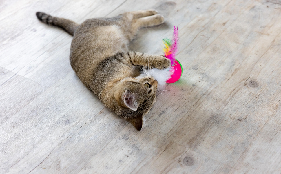 Wie viele Zähne haben Katzen - Pawsometime