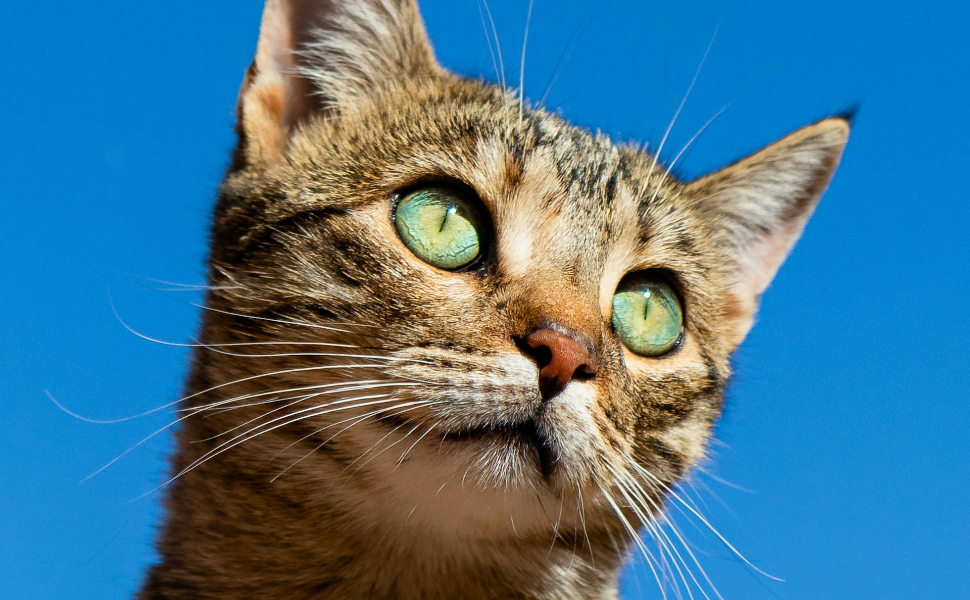 katze - Pawsometime