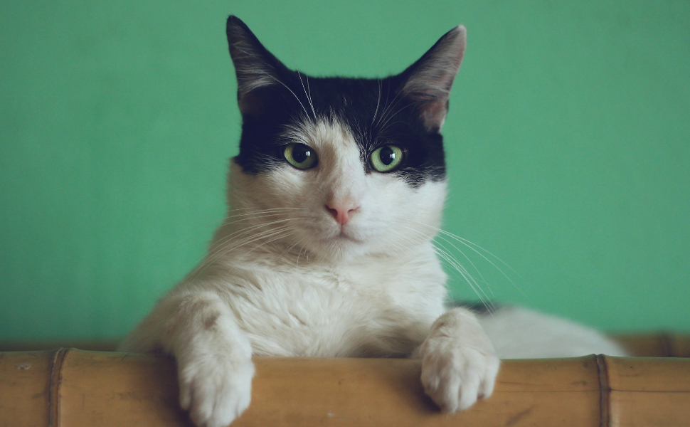 katze - Pawsometime