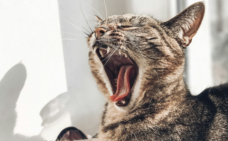 katze - Pawsometime