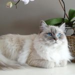 Warum hecheln Katzen?