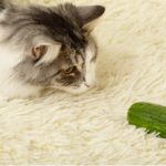 Warum haben Katzen Angst vor Gurken?
