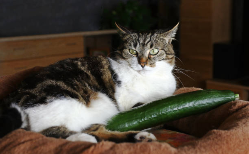 catnip toys - pawsometime