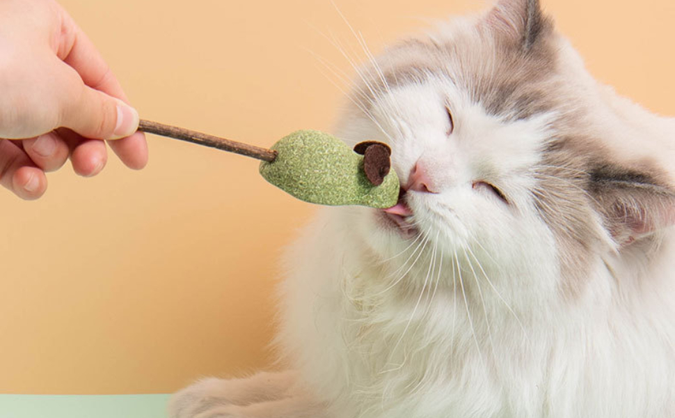 Warum haben Katzen Angst vor Gurken - pawsometime