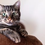 Welche Farben können Katzen sehen: Die einzigartige Welt in ihren Augen