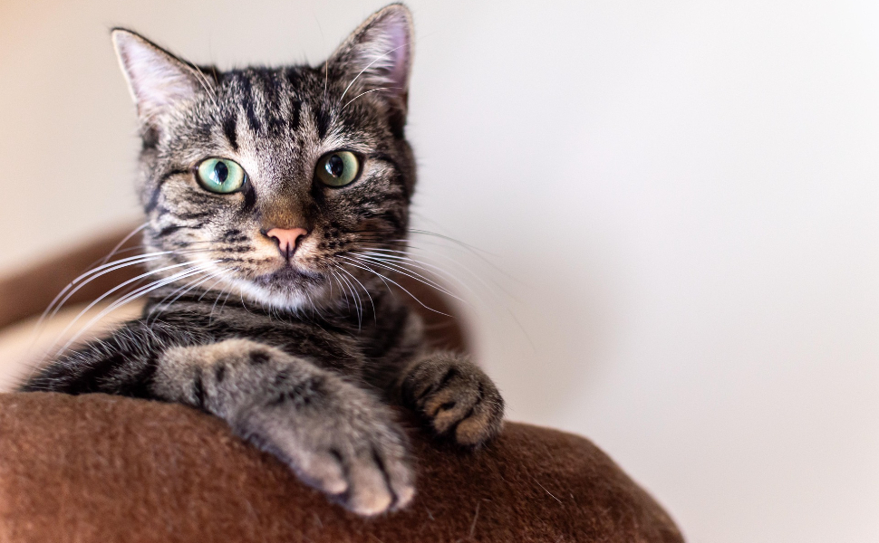Welche Farben können Katzen sehen: Die einzigartige Welt in ihren Augen
