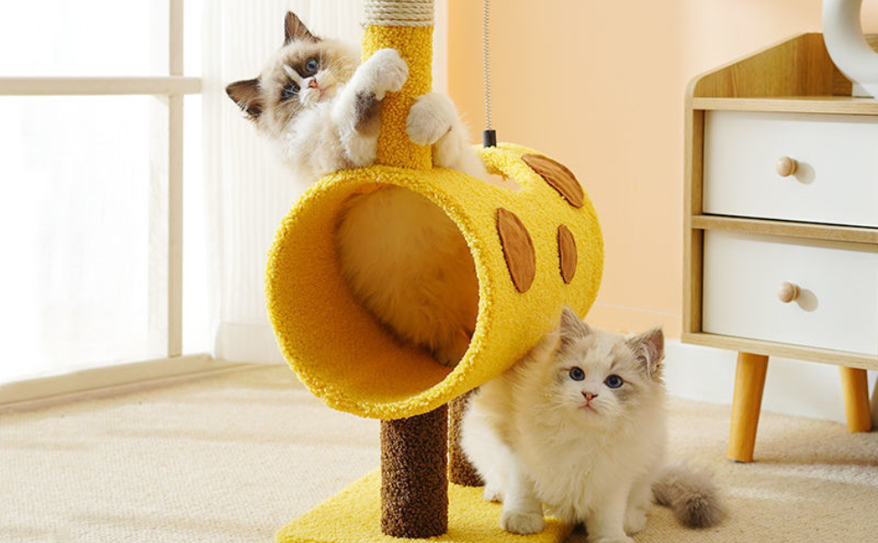 Welche Farben können Katzen sehen - pawsometime