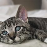 Wie kommunizieren Katzen?