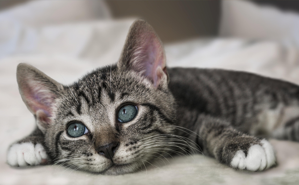 puzzle katze - pawsometime