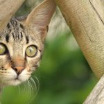 Wie lange kann eine Katze alleine bleiben?