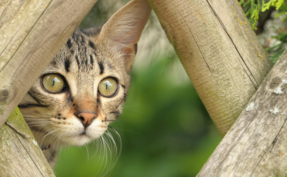Wie lange kann eine Katze alleine bleiben?