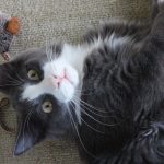 Was brauche ich für eine Katze?