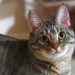 Wann sollte man Katzen füttern? Welche Uhrzeit ist ideal?