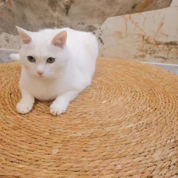 Kratzbrett für Katzen, Katzenbett Rattan Katzenschlafmatte, Krallenschleifen Verschleißfest, Vier Größen – Bild 2