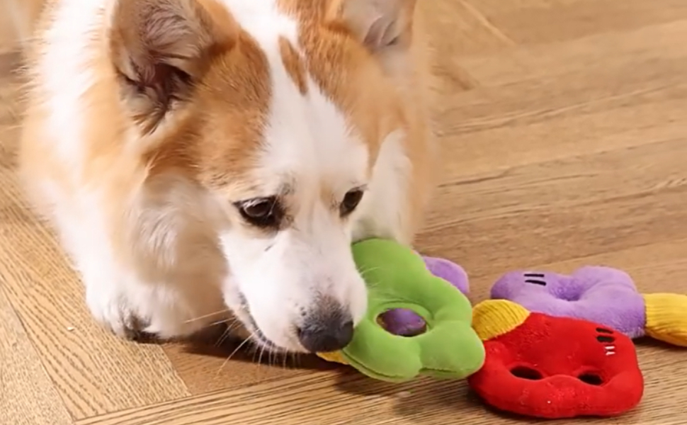 Wie oft mit Hund raus - pawsometime