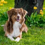 Wie oft muss ich mit dem Hund raus?