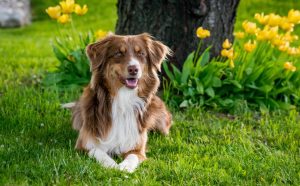hundespielzeug quietschen - pawsometime