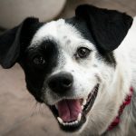 Wann ist der Zahnwechsel beim Hund abgeschlossen?