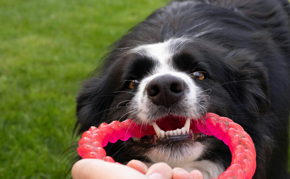 Wie viele Zähne hat ein Hund-Lernen Sie Ihren Hundefreund kennen-Pawsometime