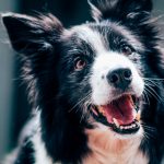 Wie viele Zähne hat ein Hund? Lernen Sie Ihren Hundefreund kennen