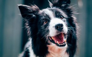 hundespielzeug unkaputtbar - Pawsometime