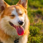 Wie lange schlafen hunde? Interessante Phänomen über den Hundenschlaf