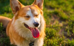 Hunde intelligenzspielzeug - Pawsometime