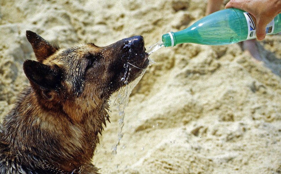 wie lange kann ein hund alleine bleiben - Pawsometime