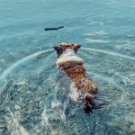 Wie lange kann ein Hund bei Hitze alleine gelassen werden? Sommerrisikoanalyse