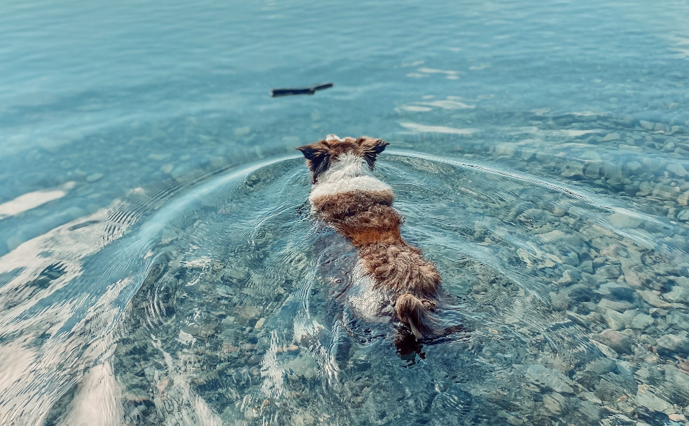kauspielzeug für hunde - Pawsometime